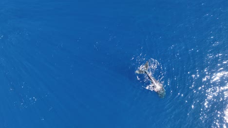 Buckelwal-Taucht-Auf-Den-Grund-Des-Blauen-Meeres-In-Moorea,-Französisch-Polynesien