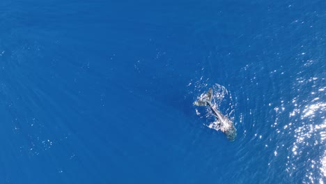 La-Ballena-Jorobada-Se-Sumerge-En-El-Fondo-Del-Mar-Azul-En-Moorea,-Polinesia-Francesa.