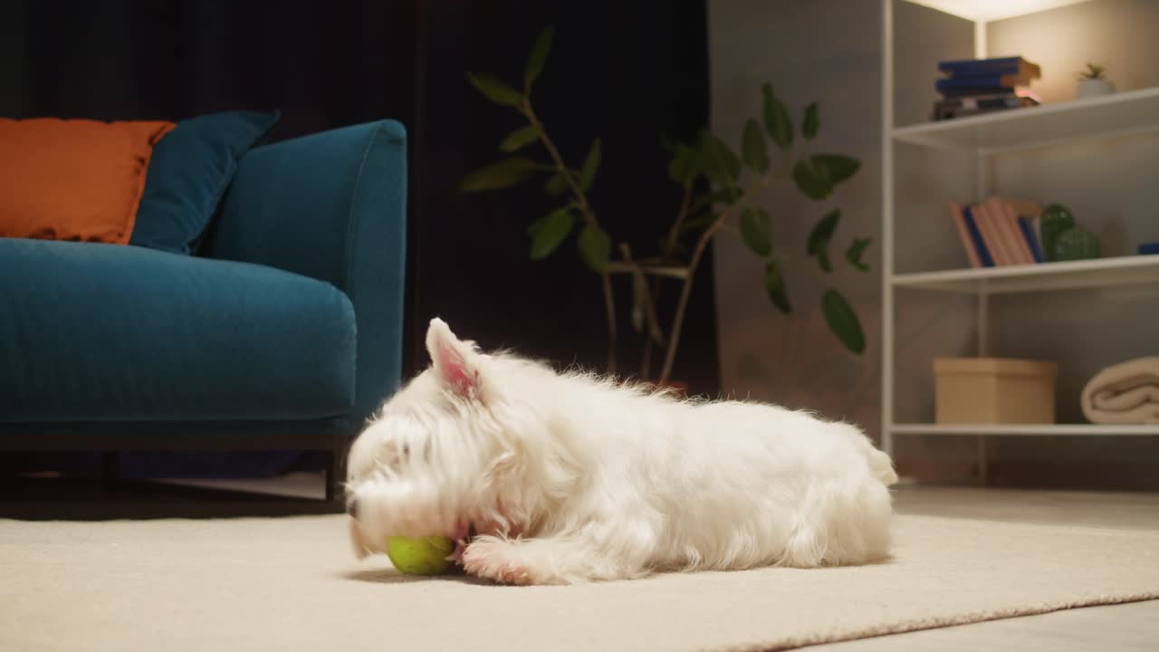 White Dog Playing with a Ball Indoors