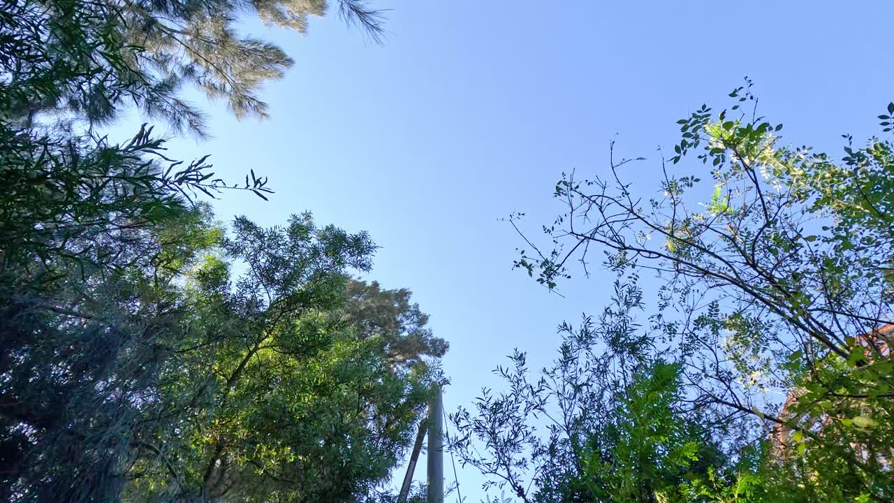 나무와 하늘을 쳐다보며