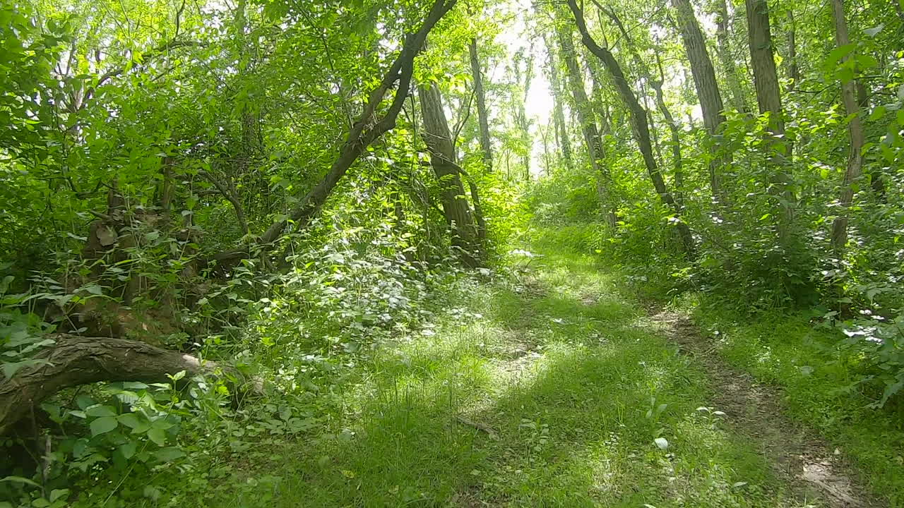 Punto di vista mentre ci si muove lungo un sentiero erboso attraverso un'area boschiva verde e lussureggiante con luce solare filtrata