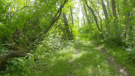 pov moving along grassy trail through a green and lush wooded area with dappled sunlight