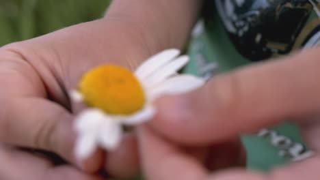 child picking a daisy