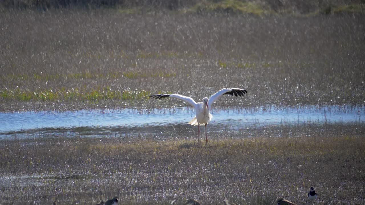 흰 황새는 슬로우 모션으로 호수에서 수영을 한 후 물에서 동요합니다.