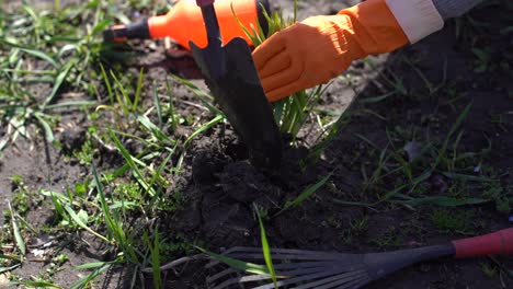 las manos de los jardineros plantan y recogen verduras del jardín del patio trasero. el jardinero con guantes prepara el suelo para las plántulas.
