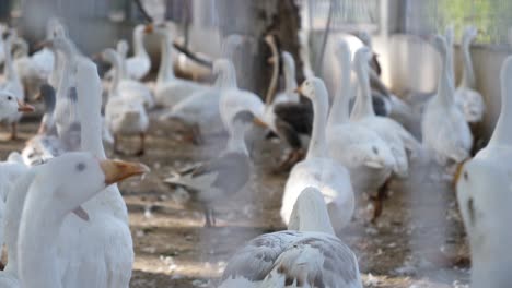 grupo de gansos domésticos blancos en el recinto de la granja avícola