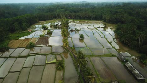 Aufsteigend---Nach-Unten-Schwenkend-Drohne-Geschossen-über-Einigen-überschwemmten-Reisterrassen-In-Bali,-Indonesien