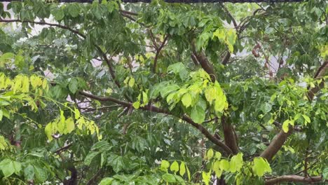 static shot of a rain pouring steadily onto lush green tree with dense foliage in the garden, a refreshing rainstorm in the midst of nature