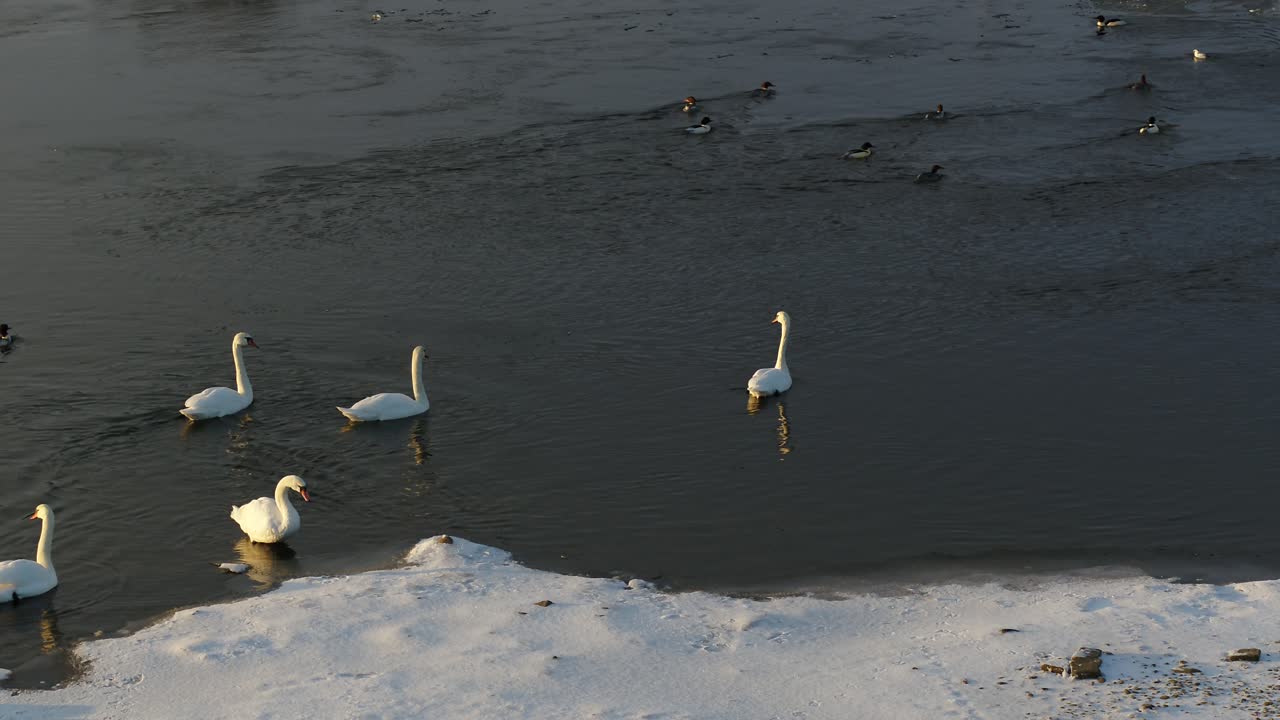 Drone aerial view of ducks and swans. Winter season