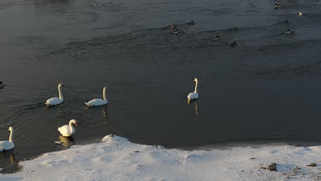 drone aerial view of ducks and swans. winter season