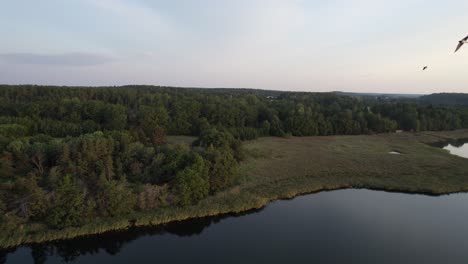 Rotating-drone-reveals-a-flock-of-birds-flying-along-the-forest-shoreline