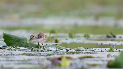 beautiful chicks of jacana feeding in water lily pond in morning