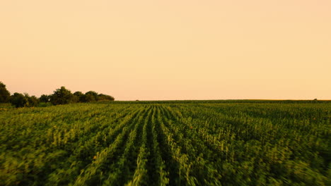 drone volando bajo sobre campo verde con pocos girasoles contra el cielo del atardecer