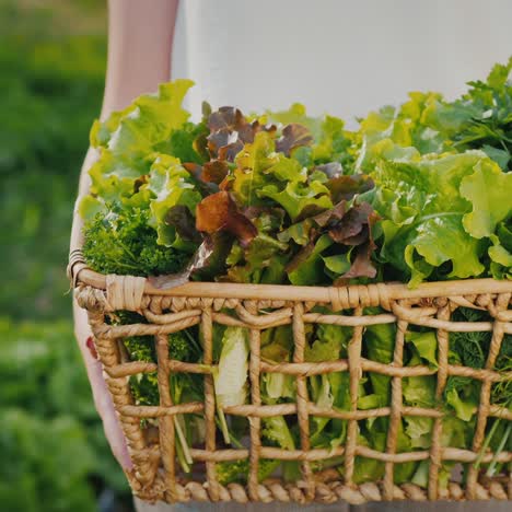 granjero con una cesta de mimbre llena de ensalada verde fresca