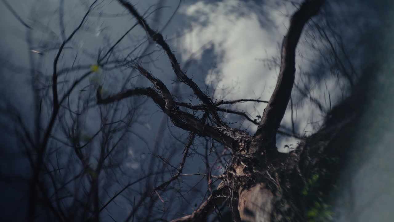 Dead Tree Branches Against Cloudy Sky