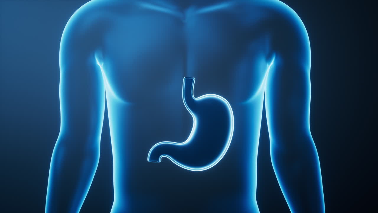 Organ stomach in the transparent human body, 3d rendering.