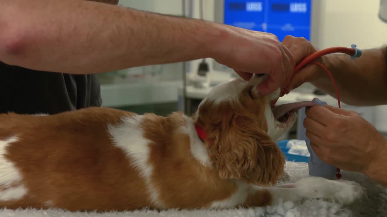 Veteriner ve hemşire köpekle ilgileniyor.