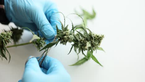 person in blue gloves trimming cannabis buds