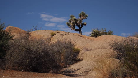 dolly shot of joshua trees and rocks in joshua tree national park