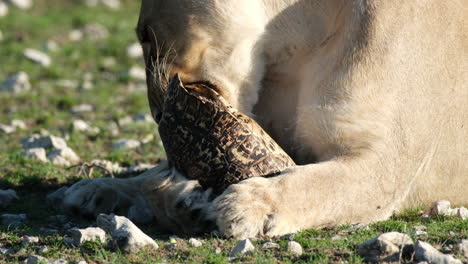 Vista-Cercana-De-Un-León-Comiendo-Tortuga-En-El-Parque-Nacional,-Sudáfrica