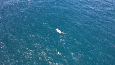 Océano-Con-Ballenas-Jorobadas-Nadando-En-Nueva-Gales-Del-Sur,-Australia---Toma-Aérea