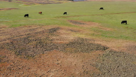 cows grazing grassland at tabletop ecological preserve