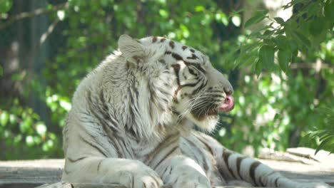 white bengal tiger yawning on a old wooden bridge in india - medium full-body shot in 4k