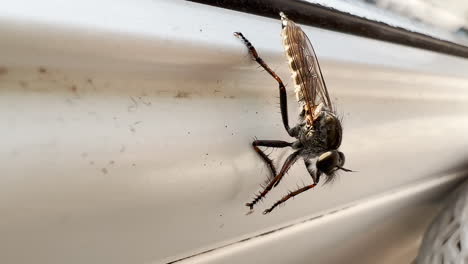 closeup of a robber fly resting upside down on vertical surface