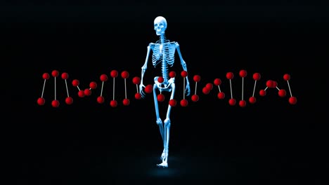 Modell-Des-Menschlichen-Körpers-Und-DNA