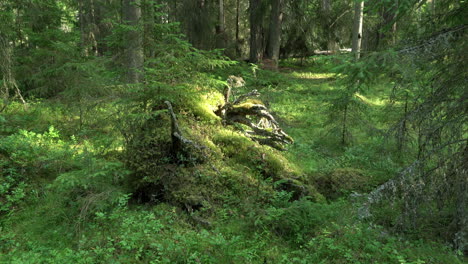 Alter-Mischwald.-Moosiger-Stumpf.-Nach-Oben-Kippen