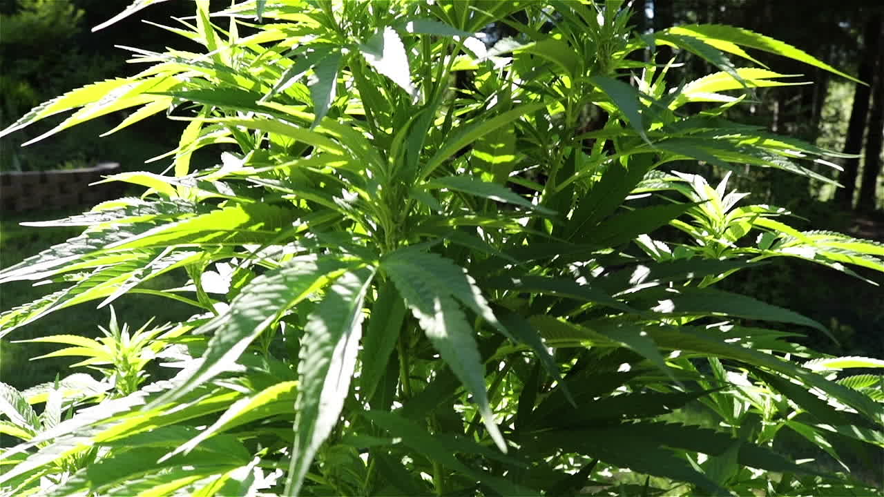 Tall cannabis sativa plant growing in bright sunlight, side view