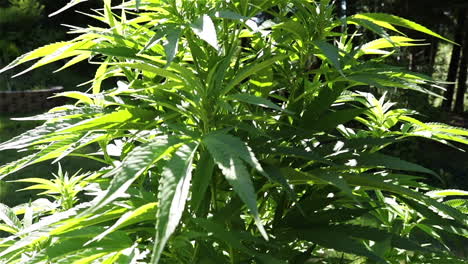 tall cannabis sativa plant growing in bright sunlight, side view