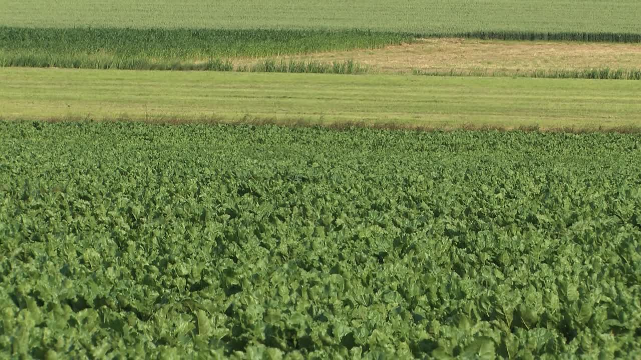 Cavolo rapa su un campo in Baviera, Germania