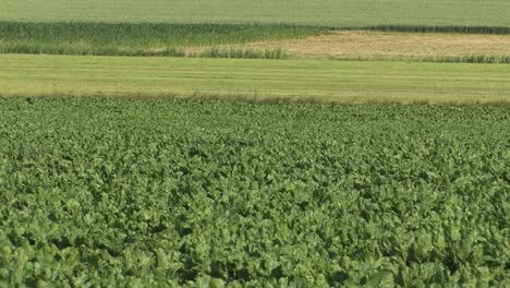 Cabbage-turnip--on-a-field-in-Bavaria,-Germany