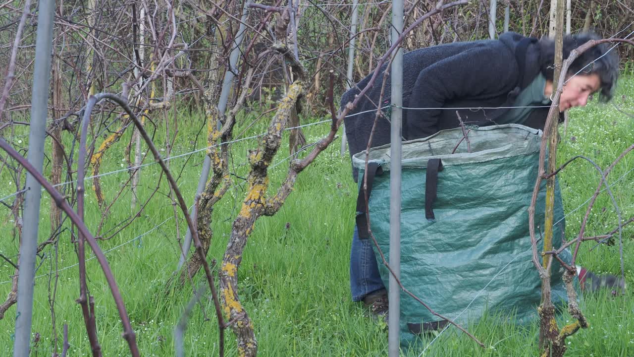 Female farmer gather dry grapevine cuttings after winter pruning in a vineyard near Castell’Arquato, placing them in a green waste sack between mossy trunks, real time, static camera view