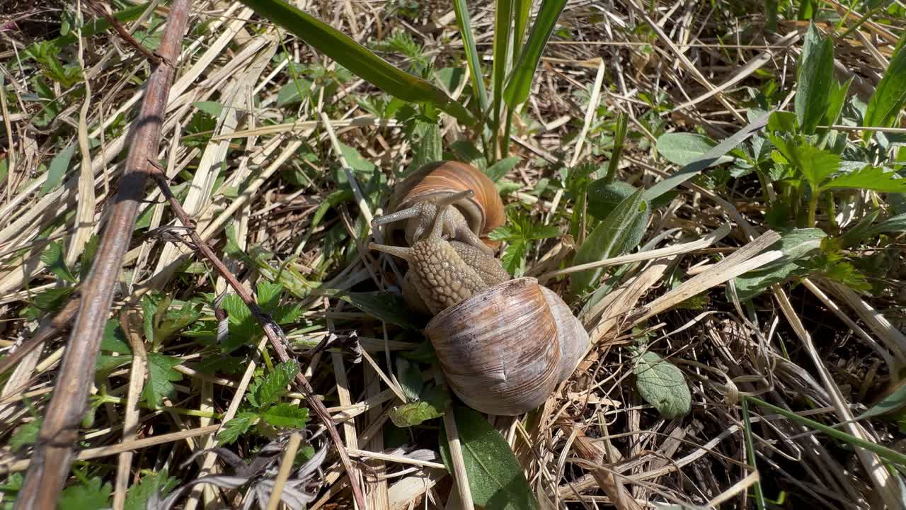 Close-up view of Roman snails (Helix pomatia) mating. Four times faster than real life. Estonia.