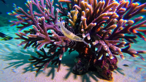 shrimp near red coral