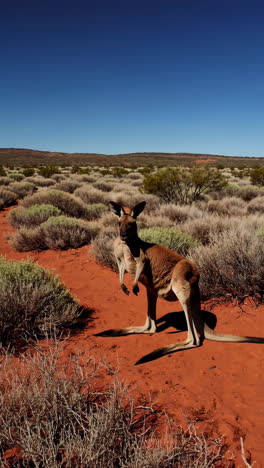 kangaroo in the australian outback