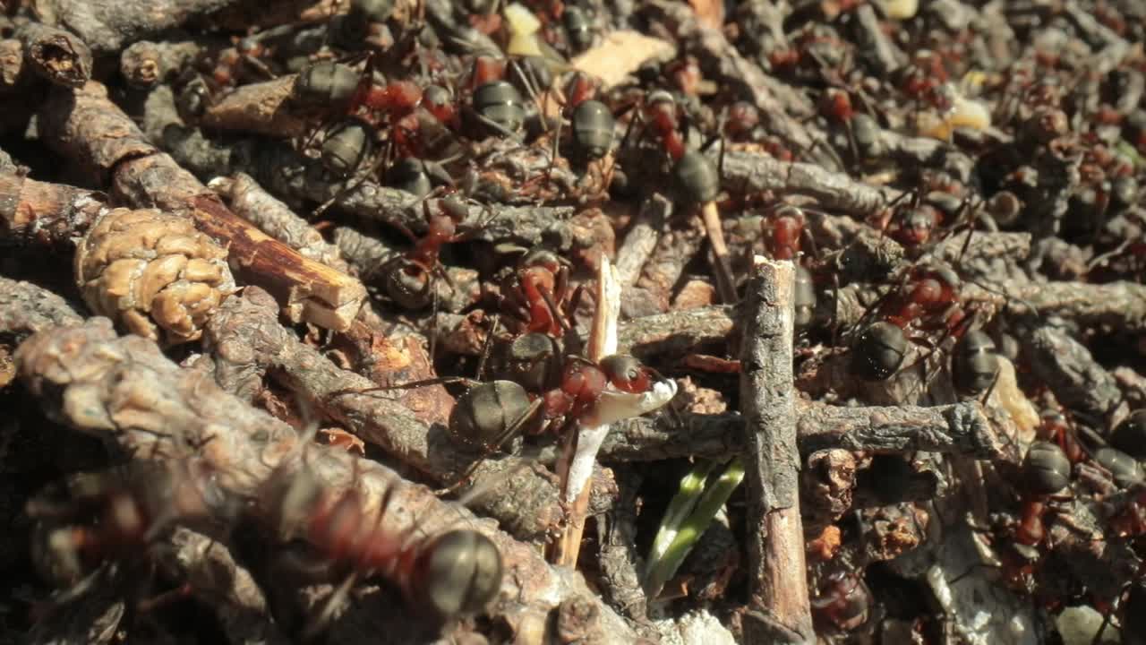 Formicaio selvatico nella foresta, scatto super macro in primo piano