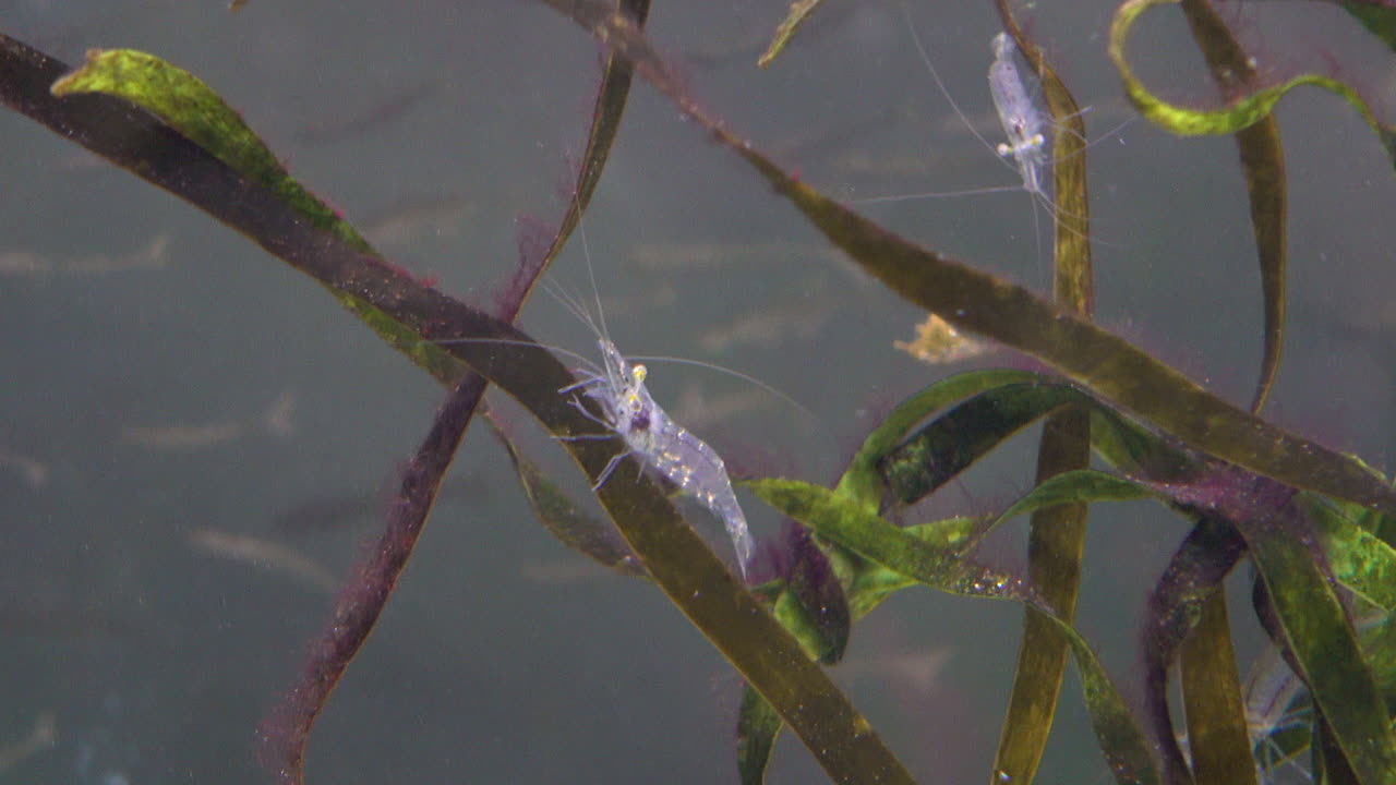 Ghost shrimp (Palaemon paludosus) in a sea grass bed