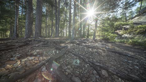 Sunlight-filters-through-the-canopies-of-pine-trees,-casting-shadows-on-the-dry-and-rocky-ground-where-exposed-roots-lay