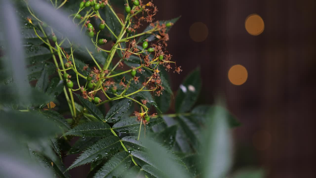 arriba de rocío cubierto de hojas verdes cerca de la hoja, buena iluminación bokeh en el fondo, jardín disparado
