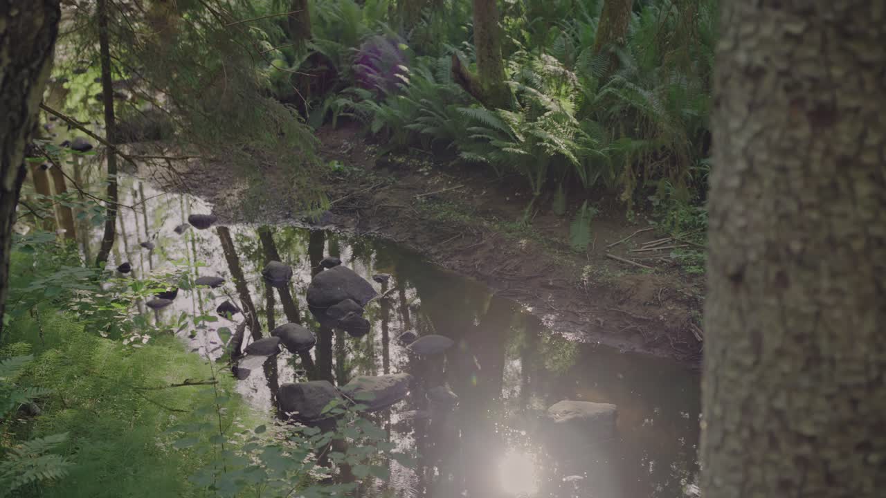 suelo del bosque mágico: las transiciones de enfoque de un tronco de árbol a los reflejos del sol parpadeantes en un pequeño río en un bosque verde vibrante con insectos volando en el aire