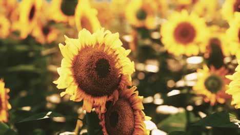 sunflowers in a field