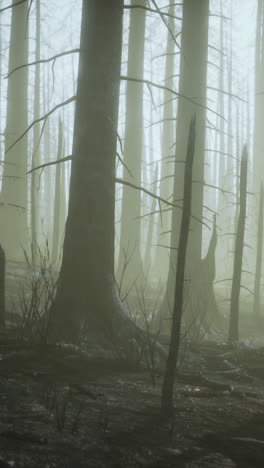 eerie foggy forest after a fire