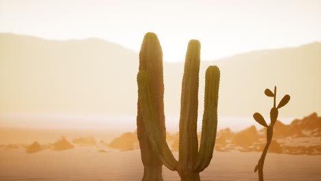 Atardecer-En-El-Desierto-De-Arizona-Con-Cactus-Saguaro-Gigante