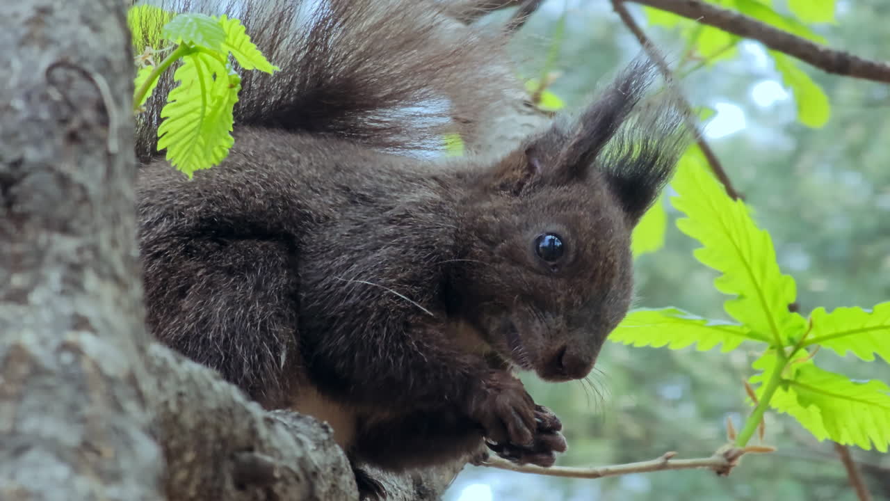 ardilla roja comiendo nuez en el árbol en el parque