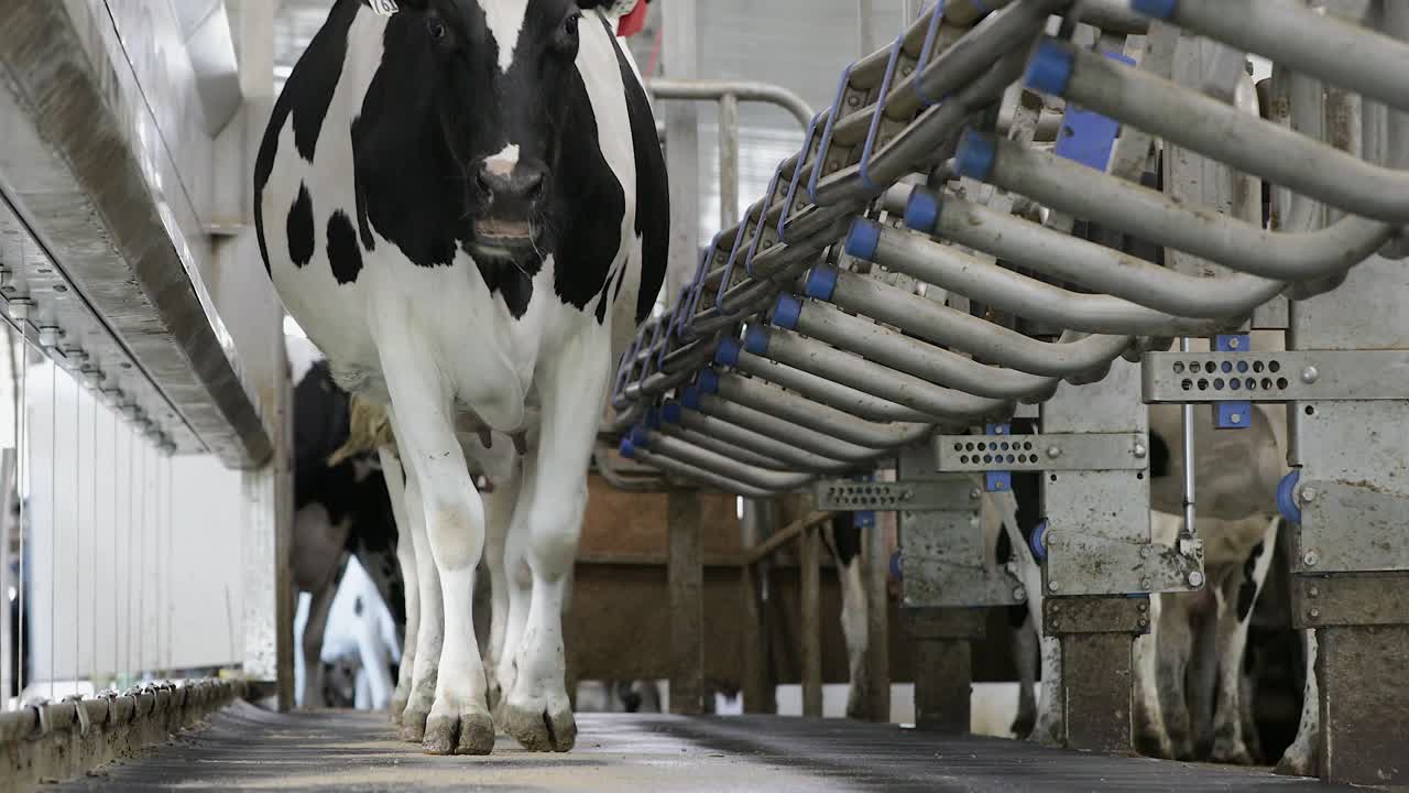Curious holstein dairy cow enters a milking parlor waiting to be milked