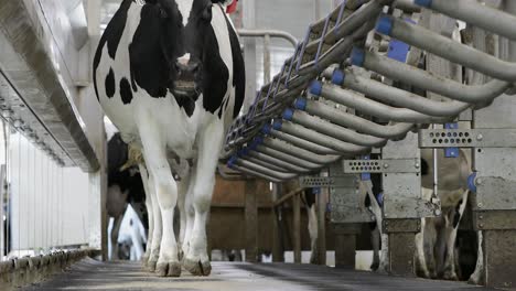 Curious-holstein-dairy-cow-enters-a-milking-parlor-waiting-to-be-milked