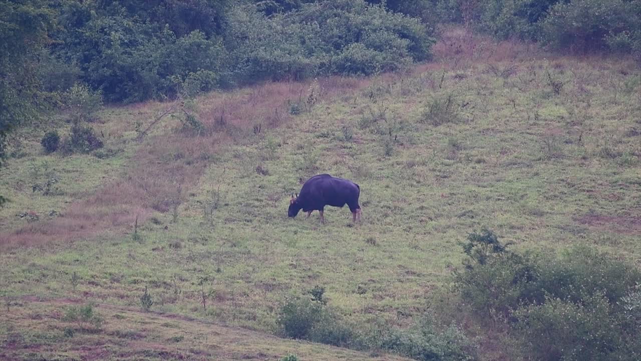 el gaur o el bisonte indio es un animal masivo como el bovino existente más grande encontrado en el sur y sureste de asia que está clasificado como vulnerable debido a la pérdida de hábitat y la caza